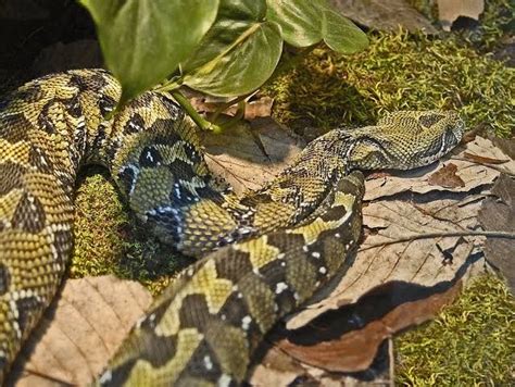  The Viper With Silver Scales - Um conto Etíope que te fará repensar sobre lealdade e enganação!