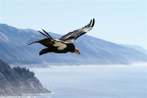  Condor de Oro: Uma Lenda Colombiana Que Vuela Alto Nos Corações!